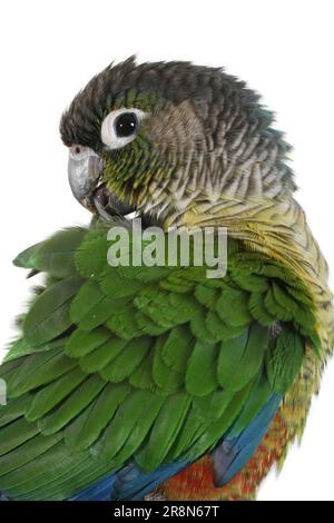 Parakeet con coda rossa verde (Pyrhura molinae), Parakeet con coda rossa verde, vista laterale Foto Stock