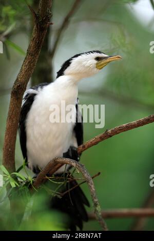 Little Pied Cormorant, Australia (Phalacorcorax melanoleucos) Foto Stock