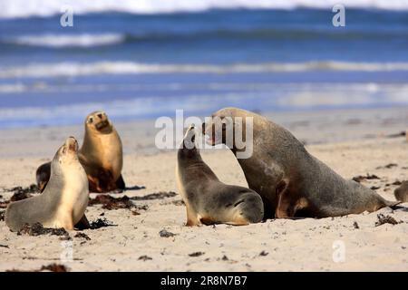 Leoni marini australiani (Neophoca cinerea), Kangaroo Island, Sud Australia Foto Stock