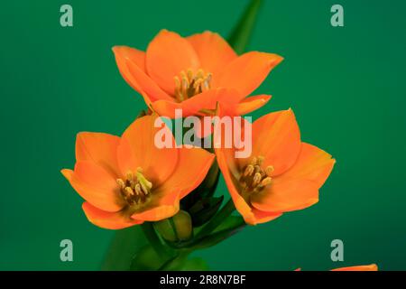 Pianta di serpente (Ornithogalum dubium) Foto Stock