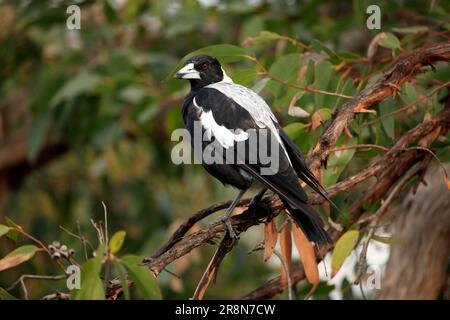 Australian Gazza (Gymnorhina tibicen), Australia Foto Stock