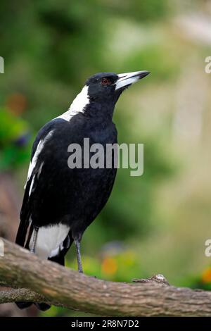 Australian Gazza (Gymnorhina tibicen), Australia Foto Stock