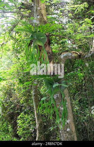 Felce di Staghorn (Platycerium bifurcatum), felce di elkhorn, Australia Foto Stock