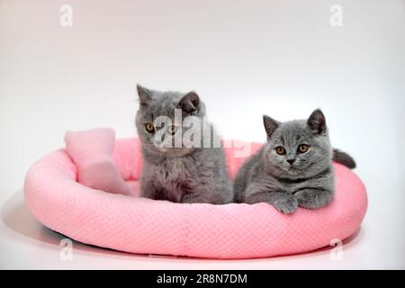 Gatti Shorthair britannici, gattino, 10 settimane, blu-crema Foto Stock