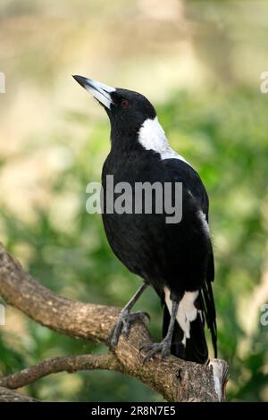 Australian Gazza (Gymnorhina tibicen), Australia Foto Stock