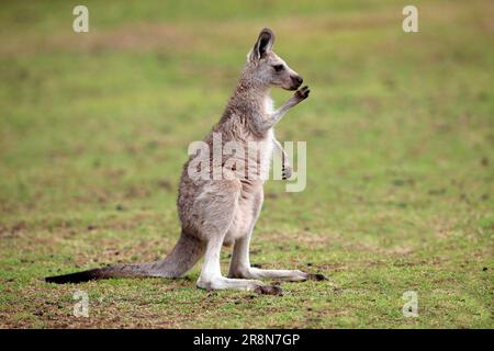 Canguro grigio orientale (Macropus giganteus) canguro gigante grigio, femmina, Wilson Promontory National Park, laterale, Australia Foto Stock