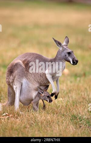 Canguro grigio orientale (Macropus giganteus) canguro gigante grigio, femmina con giovane in busta, Wilson Promontory National Park, Australia Foto Stock