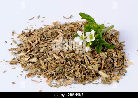 Crescione (Nasturzio officinale), essiccato Foto Stock