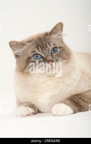 Gatto sacro di Birmania, maschio, gatto di Birman Foto Stock