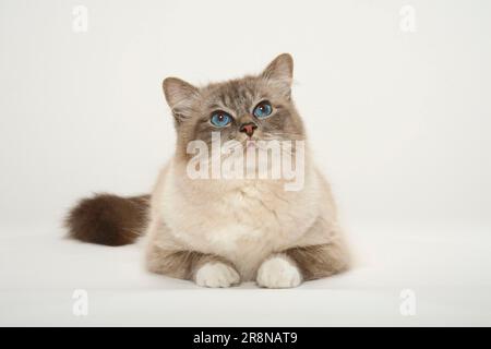 Gatto sacro di Birmania, maschio, gatto di Birman Foto Stock