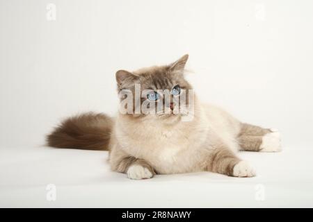 Gatto sacro di Birmania, maschio, gatto di Birman Foto Stock