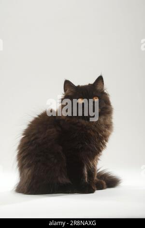 Gatto inglese, gattino, nero, Highlander, Lowlander, Britannica, BLH Foto Stock