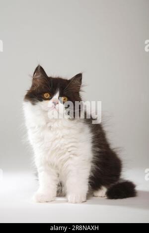 Gatto inglese, gattino, bianco e nero, Highlander, Lowlander, Britannica, BLH Foto Stock