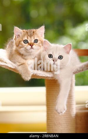 Gatto shorthair britannico, gattino, argento-ombreggiato e oro-sgombro-tabby, BKH Foto Stock