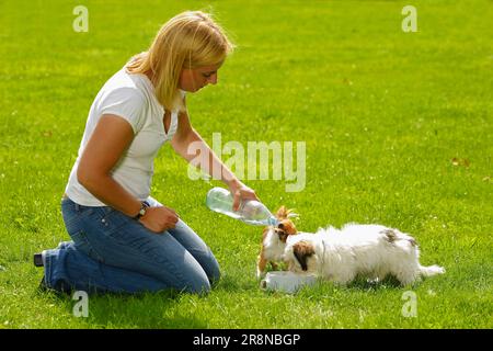Donna dà Chihuahua e cane di razza mista, acqua cucciolo, ciotola, acqua ciotola, inginocchiarsi, inginocchiarsi Foto Stock