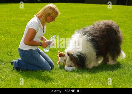 Donna con Chihuahua e Bobtail, Old English Sheepdog, Bowl, Water Bowl, in ginocchio, Inginocchiarsi Foto Stock