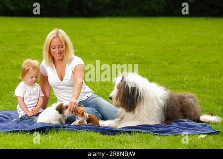 Donna con figlia, Bobtail, Chihuahua e cane di razza mista, cucciolo, Old English Sheepdog, Old English Sheepdog Foto Stock