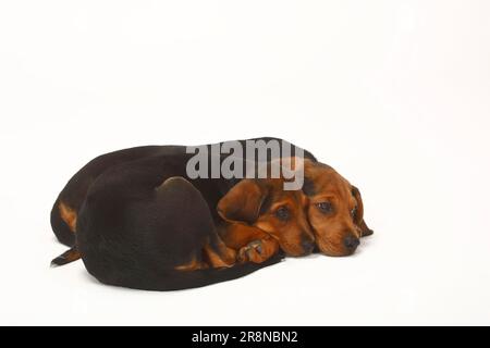 Ogar Polski, cuccioli, 9 settimane, cane da caccia polacco Foto Stock