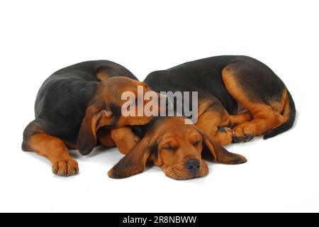 Ogar Polski, cuccioli, 9 settimane, cane da caccia polacco Foto Stock