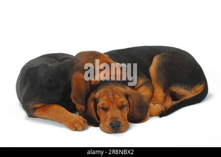 Ogar Polski, cuccioli, 9 settimane, cane da caccia polacco Foto Stock
