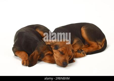 Ogar Polski, cuccioli, 9 settimane, cane da caccia polacco Foto Stock