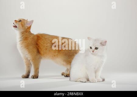 Gatto shorthair britannico, tabby dorato, con gattini, argento-ombreggiato, BKH Foto Stock