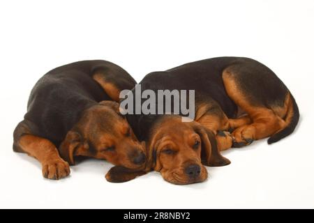 Ogar Polski, cuccioli, 9 settimane, cane da caccia polacco Foto Stock