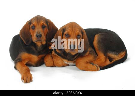 Ogar Polski, cuccioli, 9 settimane, cane da caccia polacco Foto Stock