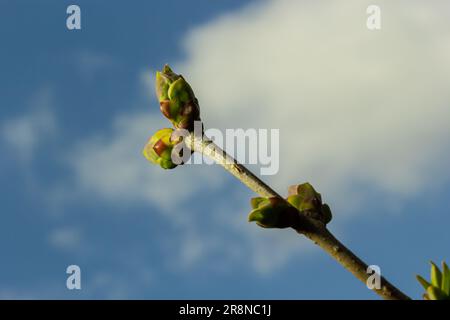 Grandi germogli verdi rami. Foglie verdi giovani che escono da germogli verdi spessi. rami con nuovo fogliame illuminato dal sole del giorno. Primo giorno di primavera. Foto Stock