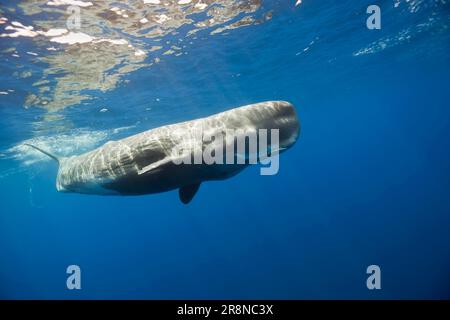 Capodoglio (Physeter catodon), maschio, piccole Antille, Dominica Foto Stock