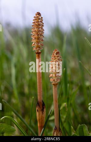 Messa a fuoco selettiva. Un tiro spore-cuscinetto del cavallo Equisetum arvense. Spikelet di cavallo di campo in primavera. Coni controversi di h Foto Stock