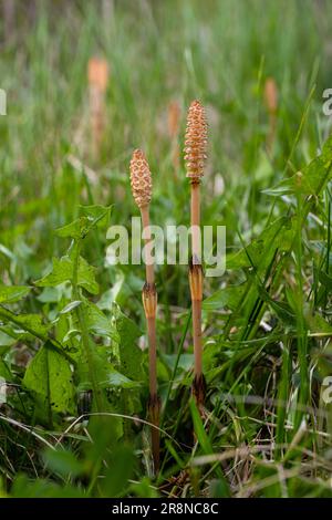 Messa a fuoco selettiva. Un tiro spore-cuscinetto del cavallo Equisetum arvense. Spikelet di cavallo di campo in primavera. Coni controversi di h Foto Stock