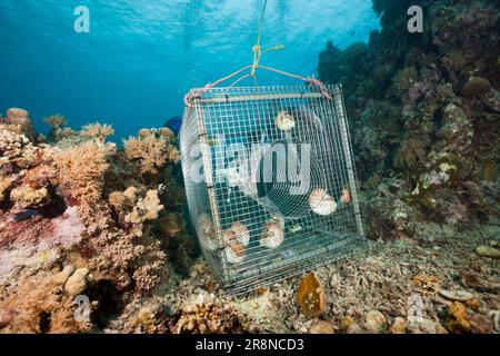 Nautilus camerato catturato in gabbia, Palau, Micronesia (Nautilus belauensis), trappola Foto Stock