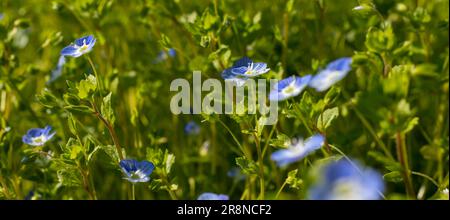 Fiori blu veronica camaedrys primo piano su un prato in condizioni di sole. Foto Stock