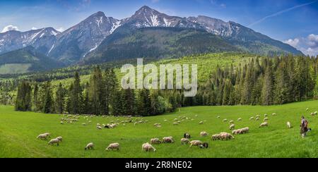 Le pecore pascolano ai piedi dei Tatra Beliani, in Slovacchia Foto Stock