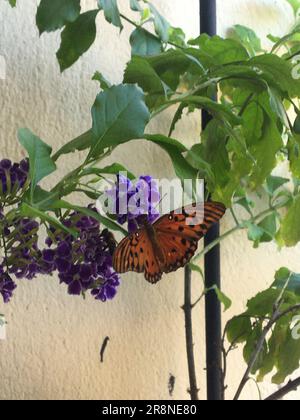 Farfalla arancione su fiori viola. Farfalla monarca (Danaus plexippus) Foto Stock
