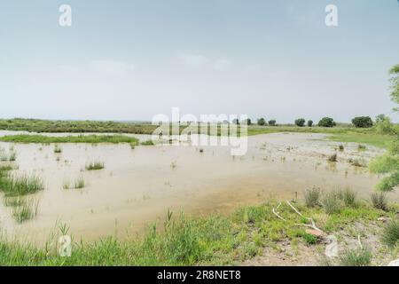 Veduta dell’habitat delle zone umide, riserva di S’Albufera, Maiorca, Isole Baleari, Spagna, 19 giugno 2023 Foto Stock