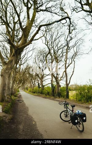 Stand per biciclette vicino a siepi scure, famosa destinazione di viaggio nell'irlanda del Nord. Tour in bicicletta in europa. Viaggi ecologici Foto Stock