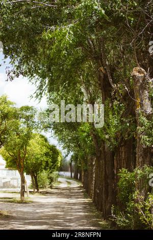 Il percorso di campagna va in lontananza. Un sentiero sterrato tra il verde fogliame di alberi alti in primavera o in estate. Alti alberi decidui antichi in persp Foto Stock