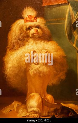 Ritratto di un cane Havanese di Jean-Jacques Bachelier datato 1768 Foto Stock