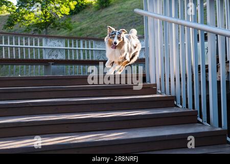 Il cane blu merle aussie, attivo e meraviglioso, corre giù per le scale all'aperto. Grazioso pastore australiano che corre su un pavimento in legno Foto Stock