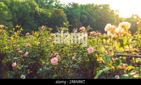 Belle rose rosa in un giardino di rose illuminato dal sole di tramonto Foto Stock