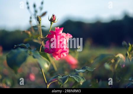 Bella rosa rosa in un giardino di rose illuminato dal sole di tramonto Foto Stock