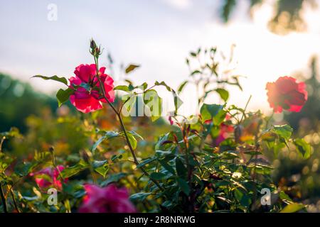 Belle rose rosa in un giardino di rose illuminato dal sole di tramonto Foto Stock