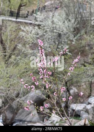 Un piccolo albero con fiore di ciliegi in un grappolo di rocce grigie Foto Stock