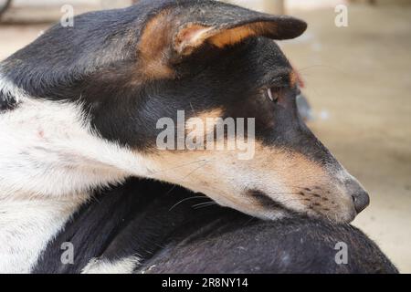 Scettico triste collie di confine che pensa ai cani e non sa cosa fare nel parco sembra depresso. Senzatetto cane astuto occhi tristi che pensano - guarda lato. Collie Dog sa Foto Stock