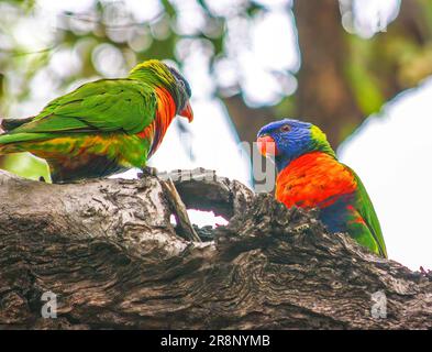 Sig. E Sig.ra Eclectus (presumiamo che siano legalmente sposati) Foto Stock