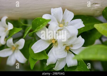 Primo piano di Jessamina arancione in fiore con gocce di pioggia su foglie verdi Foto Stock