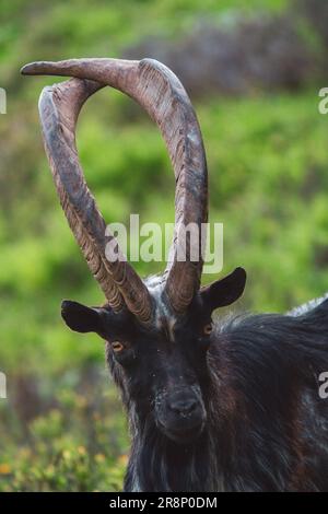 un ritratto di un vecchio buck di capra speciale con lunghe corna incrociate su un prato di montagna verde in una giornata estiva Foto Stock