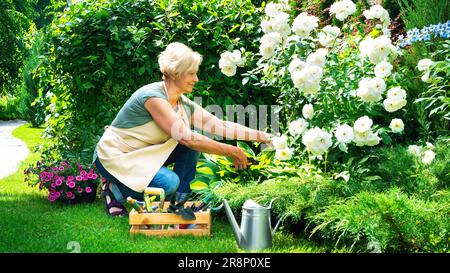 Una bella signora anziana sta tagliando le rose in giardino. Paesaggista al lavoro. Una donna anziana sorridente giardiniera si prende cura dei fiori e del pla Foto Stock